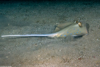Neotrygon kuhlii (Blue-Spotted Stingray)