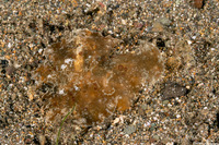 Melibe papillosa (Melibe Papillosa)