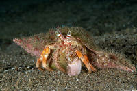 Dardanus pedunculatus (Anemone Hermit Crab)