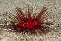 Astropyga radiata (Radiant Sea Urchin)