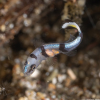 Diagramma pictum (Silver Sweetlips)