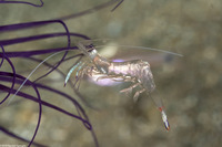Ancylomenes magnificus (Magnificent Anemone Shrimp)