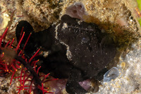 Antennarius pictus (Painted Frogfish)