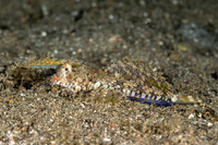 Dactylopus kuiteri (Orange & Black Dragonet)