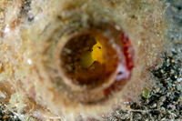 Lubricogobius exiguus (Ornate Goby)