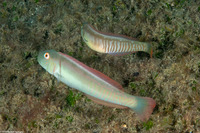 Cymolutes torquatus (Collared Razorfish)