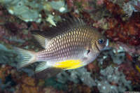 Amblyglyphidodon leucogaster (Yellowbelly Damsel)