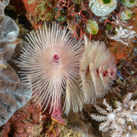 Protula bispiralis (Red Fan Worm)