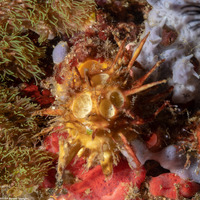 Paratetilla bacca (Paratetilla bacca)