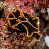 Reticulidia halgerda (Reticulidia Halgerda)