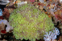 Physogyra lichtensteini (Grape Coral)