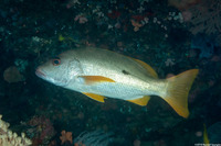 Lutjanus monostigma (Onespot Snapper)