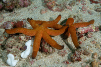 Echinaster luzonicus (Luzon Sea Star)