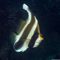 Heniochus chrysostomus (Pennant Bannerfish)