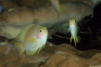 Pomacentrus amboinensis (Ambon Damsel)