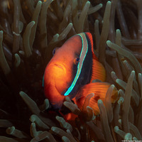 Amphiprion frenatus (Tomato Anemonefish)