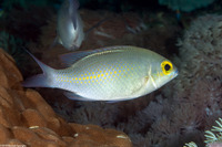 Scolopsis ciliata (Whitestreak Monocle Bream)