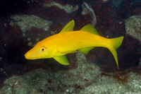 Parupeneus cyclostomus (Goldsaddle Goatfish)