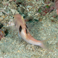 Parupeneus pleruostigma (Sidespot Goatfish)