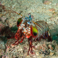 Odontodactylus scyllarus (Peacock Mantis Shrimp)