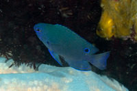 Pomacentrus nagasakiensis (Nagasaki Damsel)