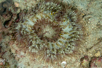 Heteractis aurora (Beaded Sea Anemone)