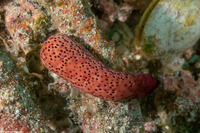 Echinaster luzonicus (Luzon Sea Star)