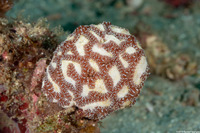 Botrylloides leachii (Botrylloides Leachii)