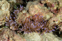 Cespitularia sp.1 (Cespitularia sp.1)