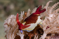 Nembrotha chamberlaini (Chamberlain's Nembrotha)
