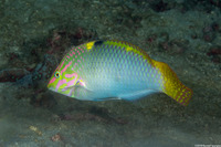 Halichoeres hortulanus (Checkerboard Wrasse)
