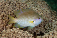 Pomacentrus amboinensis (Ambon Damsel)