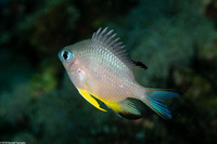 Amblyglyphidodon orbicularis (Orbicular Damsel)