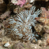 Heteroxenia fuscescens (Heteroxenia Fuscescens)