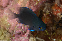 Pomacentrus brachialis (Charcoal Damsel)