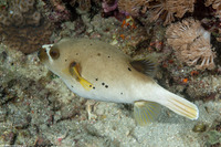 Arothron nigropunctatus (Blackspotted Puffer)