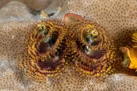 Spirobranchus sp.1 (Christmas Tree Worm)