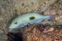 Lethrinus harak (Thumbprint Emperor)