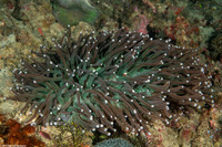 Heliofungia actiniformis (Heliofungia Actiniformis)