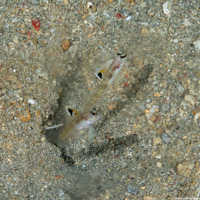 Vanderhorstia dorsomacula (Spangled Shrimpgoby)