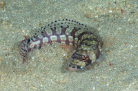 Parapercis tetracantha (Reticulated Sandperch)