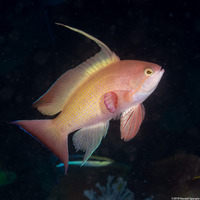 Pseudanthias squamipinnis (Scalefin Anthias)