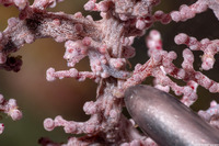 Hippocampus bargibanti (Pygmy Seahorse)