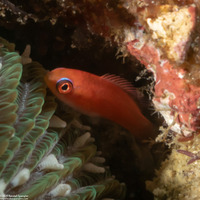 Paracheilinus carpenteri (Carpenter's Flasher)