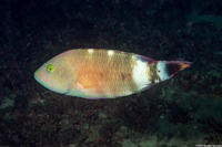 Cheilinus trilobatus (Tripletail Wrasse)