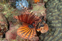 Dendrochirus zebra (Zebra Lionfish)