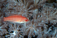 Paracheilinus carpenteri (Carpenter's Flasher)