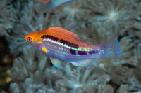 Cirrhilabrus lubbocki (Yellowback Fairy Wrasse)