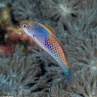 Cirrhilabrus ryukyuensis (Yellowflanked Fairy Wrasse)