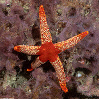 Fromia monilis (Peppermint Sea Star)